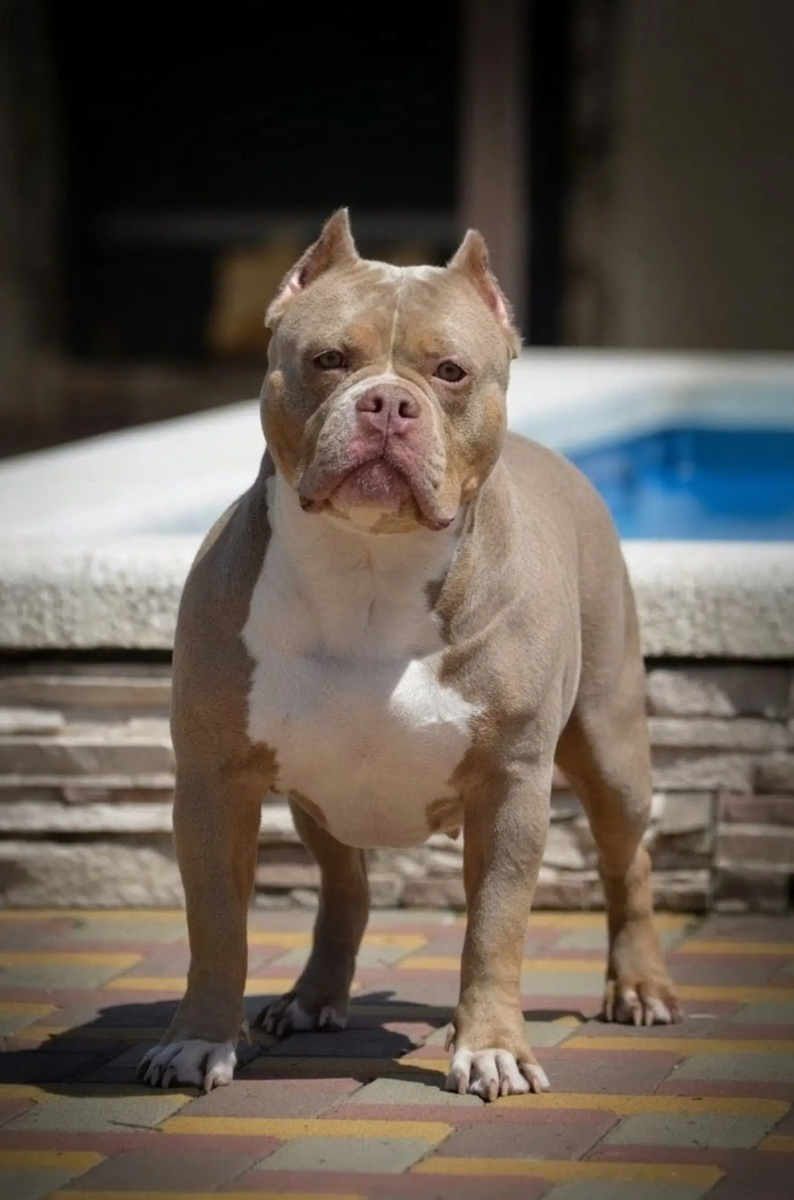 ROYAL BULLY HOUSE FISTACHKA