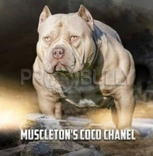 COCO CHANEL