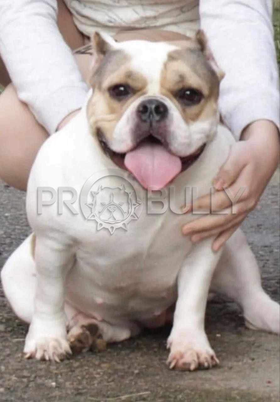 PAULLA